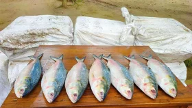 ভারতে পাচার হচ্ছিল ৮৯৫ কেজি ইলিশ, ধরল বিজিবি