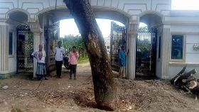 সরকারি গাছ কেটে নেওয়ার অভিযোগ বিএনপি নেতার বিরুদ্ধে