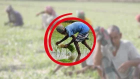এক বছরে পেশা ছেড়েছেন ২ লাখ ৩০ হাজার কৃষক&nbsp;