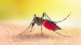 ডেঙ্গুতে আরও ৭ জনের মৃত্যু, হাসপাতালে ৬২৯&nbsp;