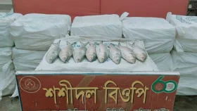 ভারতে পাচারকালে ৪৪০ কেজি ইলিশ জব্দ