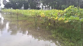 নড়াইলে অতিবৃষ্টিতে কৃষি ও মৎস্য খাতে ১০০ কোটি টাকার ক্ষয়ক্ষতি