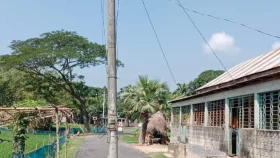 বিদ্যুতের খুঁটি রেখেই রাস্তা নির্মাণ&nbsp;