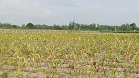 মুখীকচুর বাম্পার ফলন: নায্য দাম পাচ্ছে না চাষিরা !&nbsp;