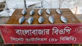 ভারতে পাচারকালে ২২ লাখ টাকার ইলিশ জব্দ