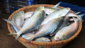 কত দামে ইলিশ যাচ্ছে ভারতে?