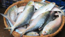 ভারতের বিশেষ অনুরোধে ইলিশ রপ্তানির অনুমতি