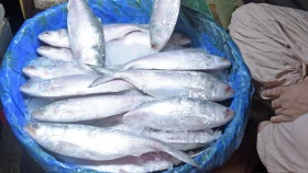 ২২ দিন ইলিশ ধরা বন্ধ