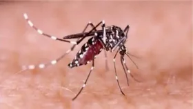 ডেঙ্গু জ্বর সম্পর্কে জেনে নিন ১০ তথ্য&nbsp;