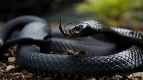 কিশোরগঞ্জে সাপের কামড়ে যুবকের মৃত্যু