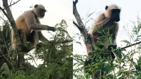 অতিবৃষ্টিতে খাদ্য সংকট, গাছের পাতা খেয়ে ক্ষুধা নিবারণ হনুমানের &nbsp;