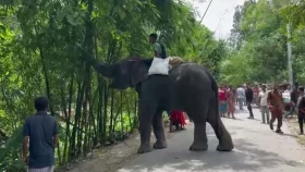 হাতির পায়ে পিষ্ট হয়ে মাহুত নিহত