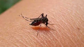 ডেঙ্গুতে আরও ৪ মৃত্যু, হাসপাতালে ৮৮৮