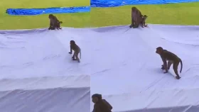 কানপুর টেস্টে বানর তাড়াতে লেঙ্গুর ভাড়া করল আয়োজকেরা