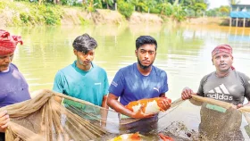 পুকুরে রঙিন মাছ চাষ