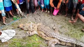 লক্ষ্মীপুরে পুকুর থেকে কুমির উদ্ধার
