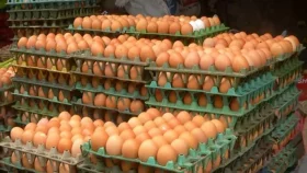 সাড়ে ৪ কোটি পিস ডিম আমদানির অনুমতি