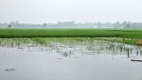 নাটোরে &zwnj;&zwnj;দুই হাজার বিঘা জমিতে জলাবদ্ধতা, অনিশ্চয়তায় ৫০০ কৃষক &nbsp;