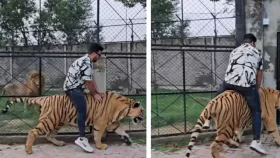 বাঘের পিঠে চড়ে ভিডিও, ইউটিউবারকে &lsquo;অসুস্থ&rsquo; বললেন নেটিজেনরা
