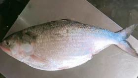এক ইলিশের দাম ৭ হাজার টাকা