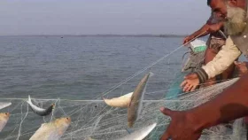 নিষেধাজ্ঞার মধ্যেই মাছ ধরার প্রস্তুতি মৌসুমি জেলেদের