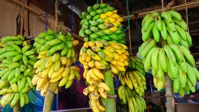 কলা ঝুলিয়ে রাখলে কি দেরিতে পাকে?