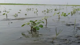 কুড়িগ্রামে অসময়ে বন্যায় কৃষিতে ক্ষতি ২৭ কোটি টাকা