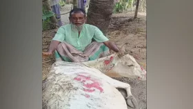 প্রতিবেশীর শত্রুতার বলি হলো ৫ গরু