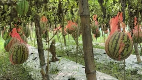 অসময়ের তরমুজ এনে দিল লাখ টাকা