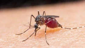 শত বছরের চেষ্টায় ম্যালেরিয়ামুক্ত মিসর