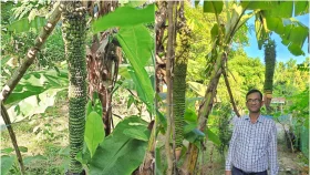 ৭ ফুট লম্বা ছড়িতে হাজারও কলা