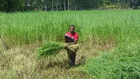 পতিত জমিতে ঘাষ চাষ, লাভবান খামারিরা