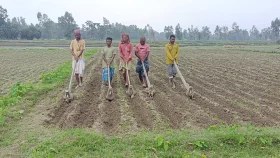 আগাম আলু চাষে ব্যস্ত কুড়িগ্রামের কৃষক