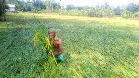 টাঙ্গাইলে শিলাবৃষ্টিতে পাকা ধানের ব্যাপক ক্ষতি