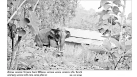 খাদ্যসংকটে হাতি লোকালয়ে হানা