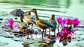চলনবিলে অবাধে চলছে পরিযায়ী পাখি শিকার