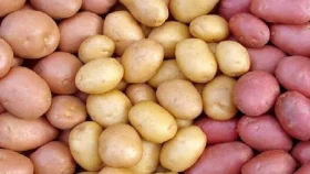 ফোনে ফোনে আলুর দাম নির্ধারণ করেন মজুতদাররা