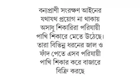 চলনবিলে অবাধে পরিযায়ী পাখি শিকার