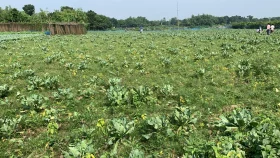 কীটনাশকে কপাল পুড়ল চাষিদের