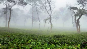 সর্বনিম্ন তাপমাত্রায় শীতের শুরু চায়ের রাজ্যে