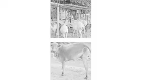 প্রত্যন্ত গ্রামে খামার থেকে মিনি চিড়িয়াখানা