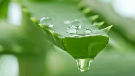 শীতে ত্বক সুস্থ রাখতে অ্যালোভেরা জেল