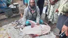 পদ্মায় ধরা পড়ল ৪৪ কেজির বাঘাইড়, অর্ধ লাখ টাকায় বিক্রি