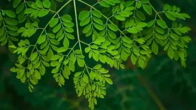 অলৌকিক স্বাস্থ্যগুণে ভরা সজনে পাতা