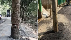 মাঝে গাছ-খুঁটি রেখেই সড়ক সংস্কার, দুর্ঘটনার শঙ্কা