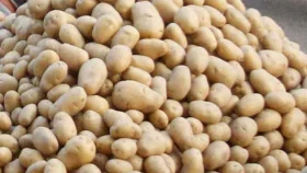 ভারত থেকে এলো ৪৬৮ টন আলু