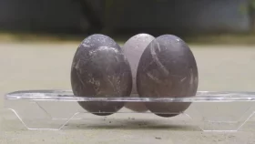 হাঁসের অদ্ভুত ডিম দেখতে জনতার ভিড়
