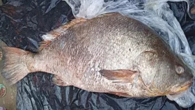 ৩ লাখে বিক্রি হলো ৩২ কেজির জাবা মাছ