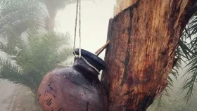 খেজুরের কাঁচা রস ও পশু-পাখির খাওয়া ফল না খাওয়ার পরামর্শ