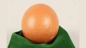 একটি ডিমের দাম ৩০ হাজার টাকা!